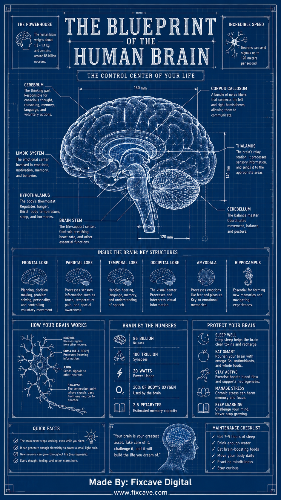 Blueprint of Human Brain